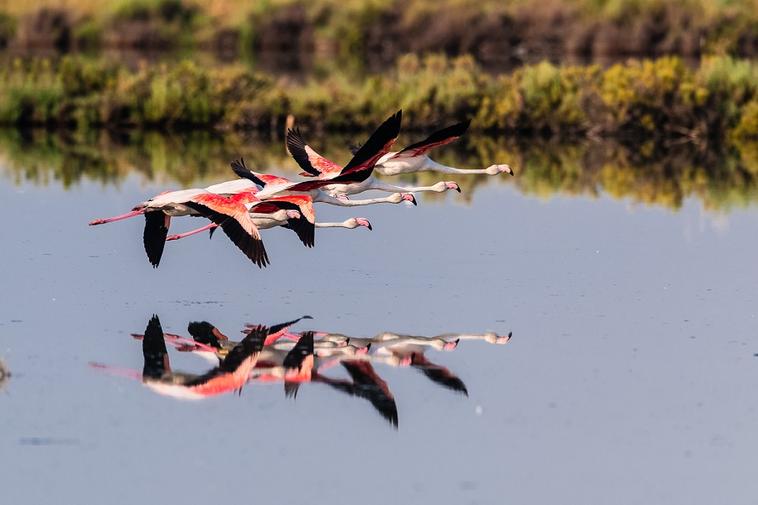 flamingos-deltadelpo.jpg